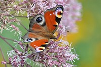 Butterfly on flower. Free public domain CC0 photo.