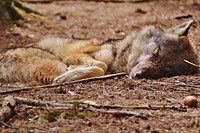 Red wolf, wilf animal background. Free public domain CC0 photo.