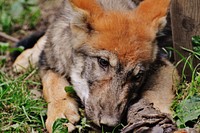 Red wolf, wilf animal background. Free public domain CC0 photo.