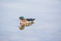 Green mallard duck close up. Free public domain CC0 photo.