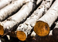 Cut tree trunks. Free public domain CC0 image