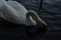 White swan swimming alone. Free public domain CC0 photo.