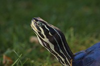 Peninsula cooter turtle close up. Free public domain CC0 photo.