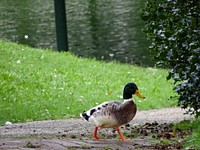 Green mallard duck close up. Free public domain CC0 photo.