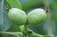 Closeup on green walnut tree plant. Free public domain CC0 image.