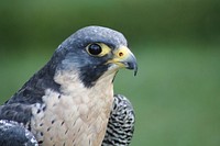 Bird of prey, animal photography. Free public domain CC0 image.