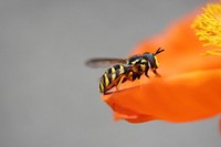 Bee on orange poppy petal. Free public domain CC0 image.