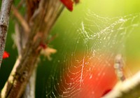Spider-web background. Free public domain CC0 photo.