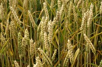 Agricultural cornfield. Free public domain CC0 photo.