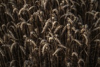 Agricultural wheat field. Free public domain CC0 photo.
