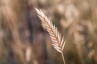 Wheat plant closeup. Free public domain CC0 photo.