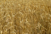 Agricultural cornfield. Free public domain CC0 photo.