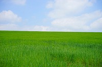 Agricultural cornfield. Free public domain CC0 photo.