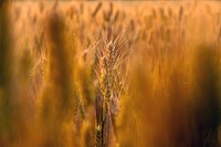 Agricultural wheat field. Free public domain CC0 photo.