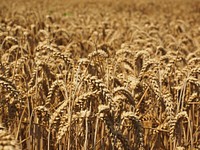 Agricultural cornfield. Free public domain CC0 photo.