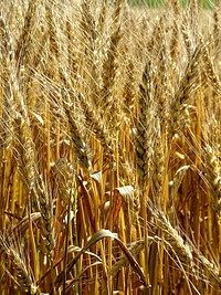 Wheat field. Free public domain CC0 photo.