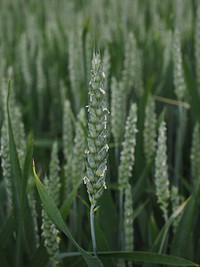 Agricultural cornfield. Free public domain CC0 photo.