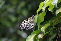 Butterfly in nature. Free public domain CC0 photo.