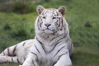 White Bengal tiger image. Free public domain CC0 photo.