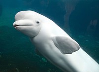 Beluga whale underwater close up. Free public domain CC0 photo.