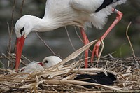 White stork bird, animal photography. Free public domain CC0 image.