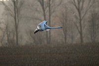 Flying whooper swan side view. Free public domain CC0 photo.