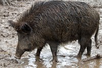 Wild boar. Free public domain CC0 photo.