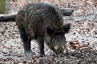 Wild boar. Free public domain CC0 photo.