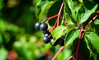 Aronia berries on plant. Free public domain CC0 image.