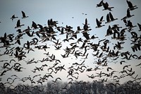 Flock of wild geese flying. Free public domain CC0 image.