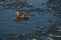 Female mallard duck swimming alone. Free public domain CC0 image.