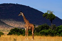Giraffe in Savanna. Free public domain CC0 photo.