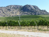 Agricultural vineyard. Free public domain CC0 photo.