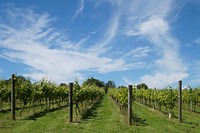 Agricultural vineyard. Free public domain CC0 photo.