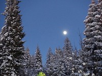 Snowy pine trees in forest. Free public domain CC0 photo.