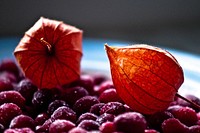 Closeup on physalis fruit. Free public domain CC0 image. 