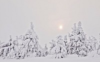 Snow covered forest with pine trees. Free public domain CC0 photo.