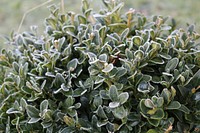 Green plant covered in frost. Free public domain CC0 image.