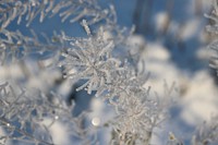 Closeup on frost covered pine branch. Free public domain CC0 image.