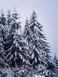 Snowy pine trees in forest. Free public domain CC0 photo.