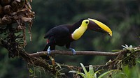 Toucan bird, animal photography. Free public domain CC0 image.