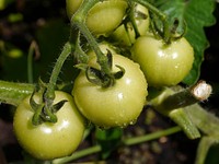 Closeup on green tomatoes growing on plant. Free public domain CC0 image.