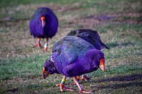 Takahe, bird photography. Free public domain CC0 image.