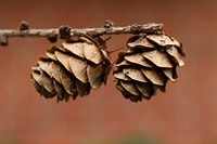 Pine cone. Free public domain CC0 image.