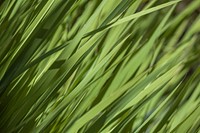 Close up green grass. Free public domain CC0 photo.