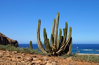Canary island spurge, succulent background. Free public domain CC0 image.