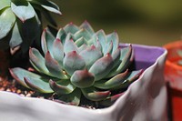 Succulent background. Free public domain CC0 image.