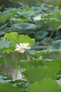 White lotus background. Free public domain CC0 image.