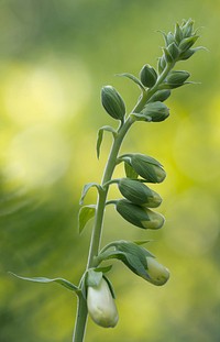 Flower buds. Free public domain CC0 photo.