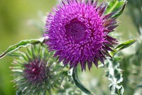 Pink thistle background. Free public domain CC0 photo.